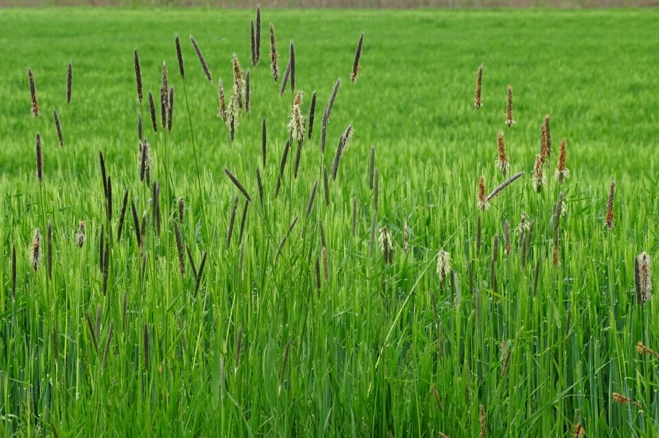 Grass wild grass halm