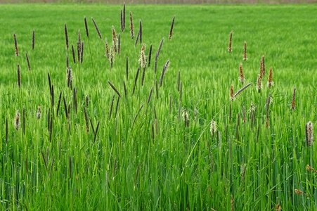 Grass wild grass halm photo