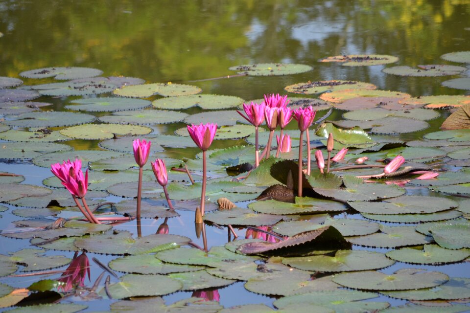 Beauty aquatic plants