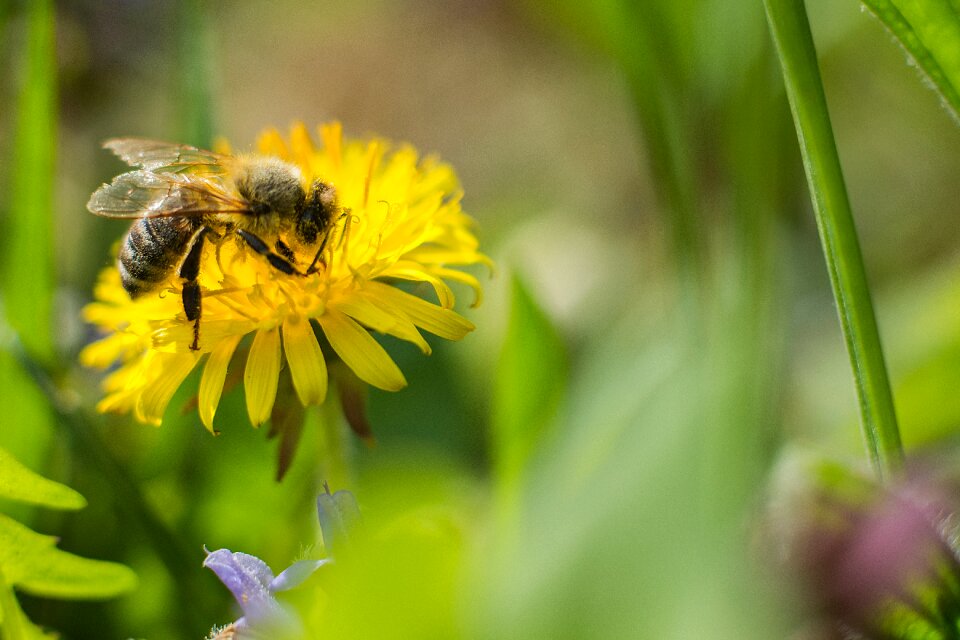 Pollen honey bee close up