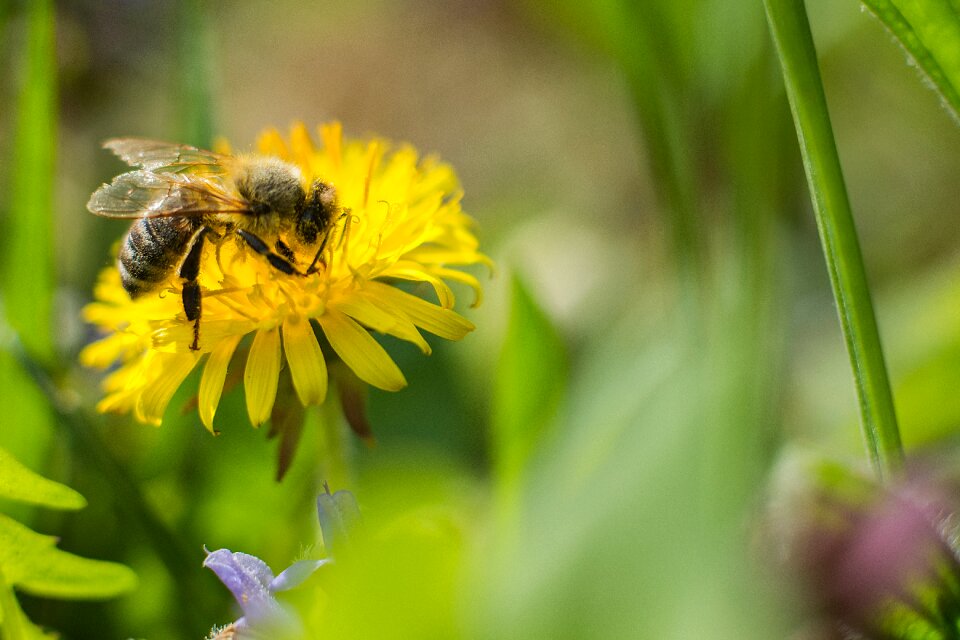 Pollen honey bee close up photo