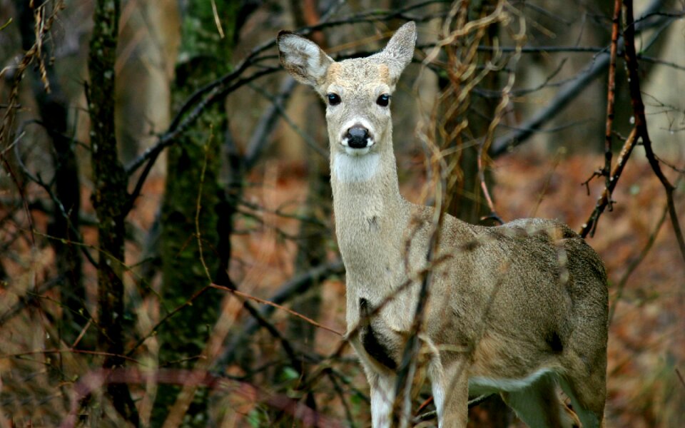 Animal wildlife female