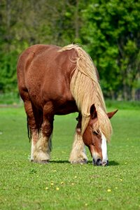 Schleswig coldblood horse livestock breed