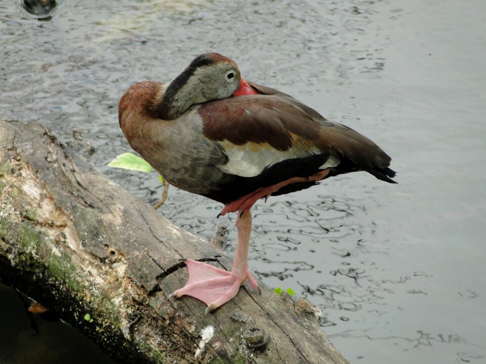 Water waterfowl pond