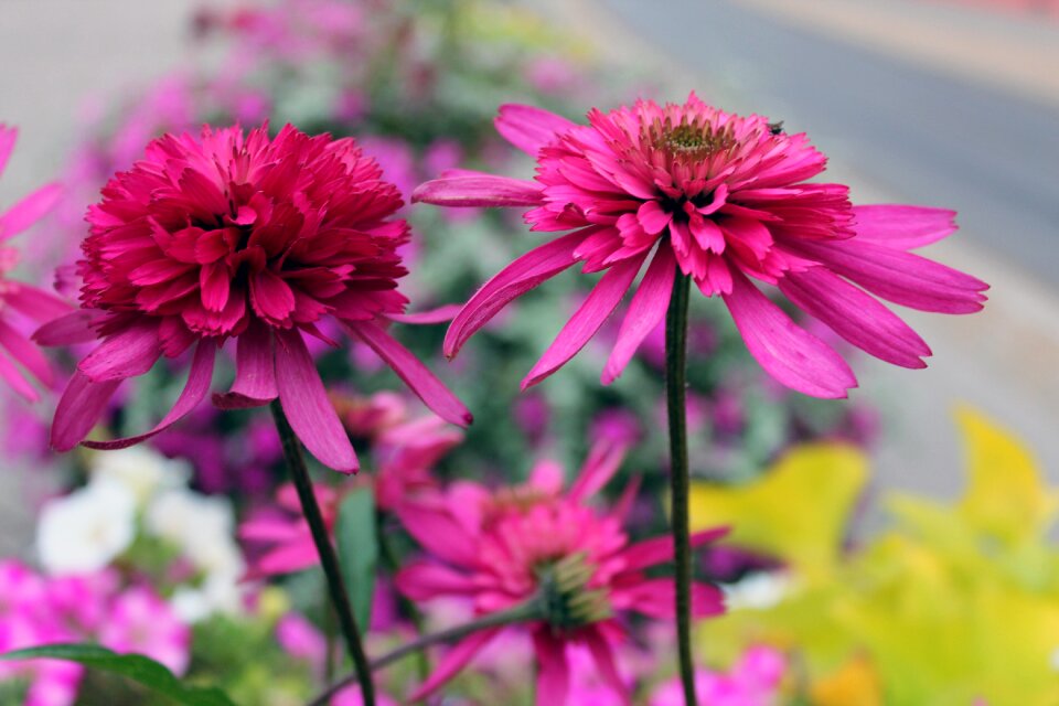 Colorful color violet