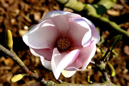 Bloom magnoliengewaechs ornamental plant photo