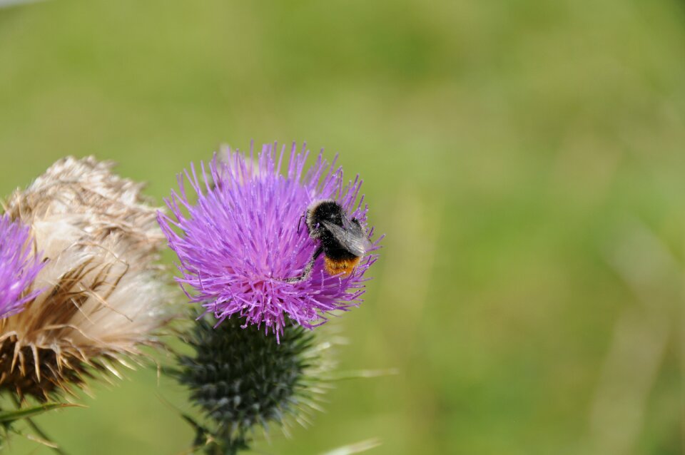 Nature hummel insect