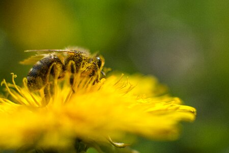 Pollen honey bee close up photo