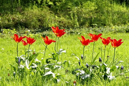 Colorful grass green photo