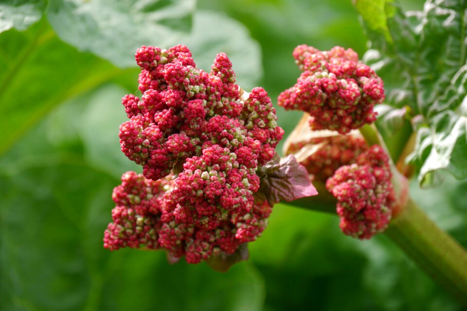 Rhubarb flower nature garden
