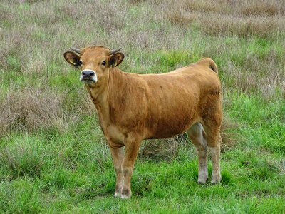 Cow grazing beef