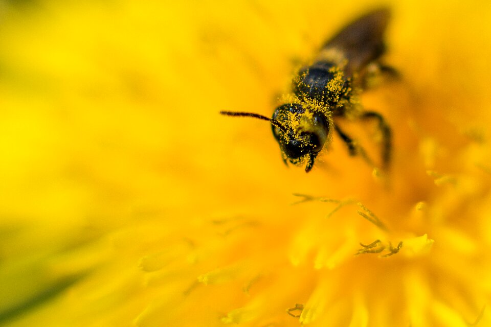 Pollen honey bee close up