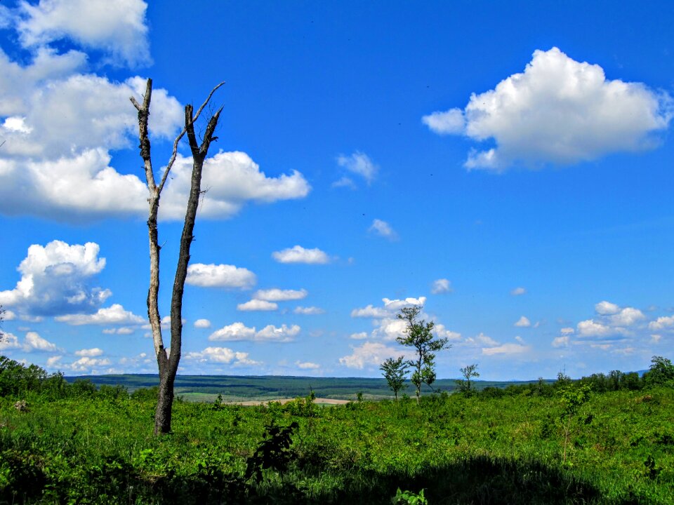 Sky blue meadow