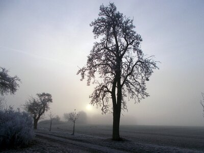 Pear fog fruit tree