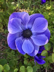 Purple flower nature spring