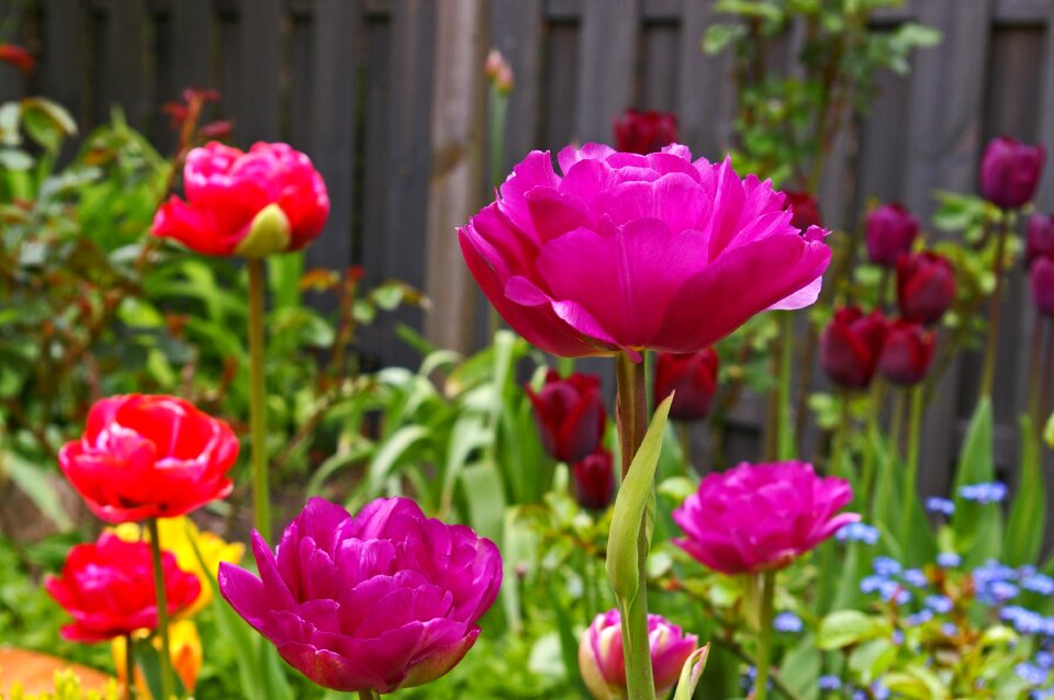 Nature plant flower