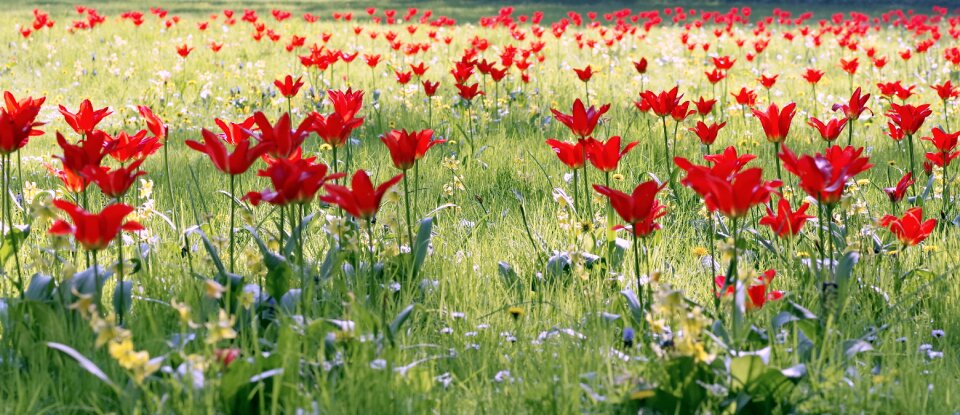 Colorful grass green photo