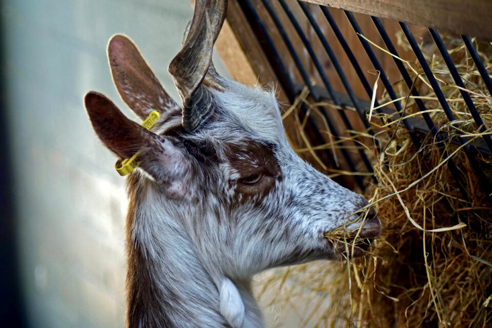 Girgentana goat the animal park arche warder livestock