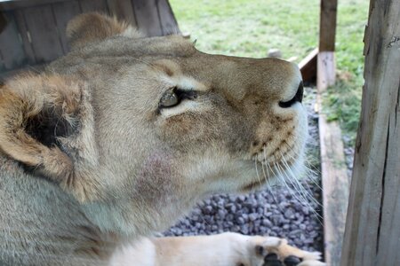 Lioness safari park hemmingford photo