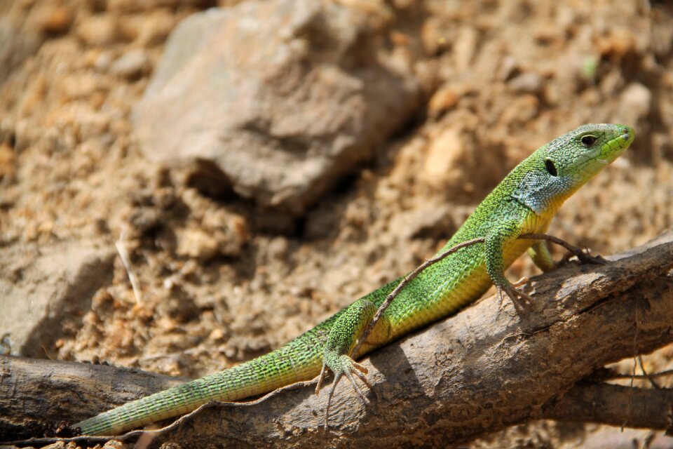 Lizard dragon nature