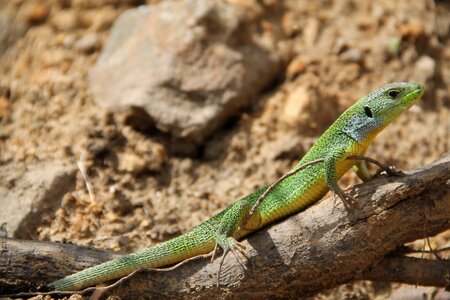 Lizard dragon nature