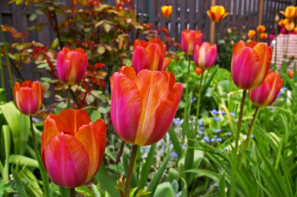 Nature plant flower
