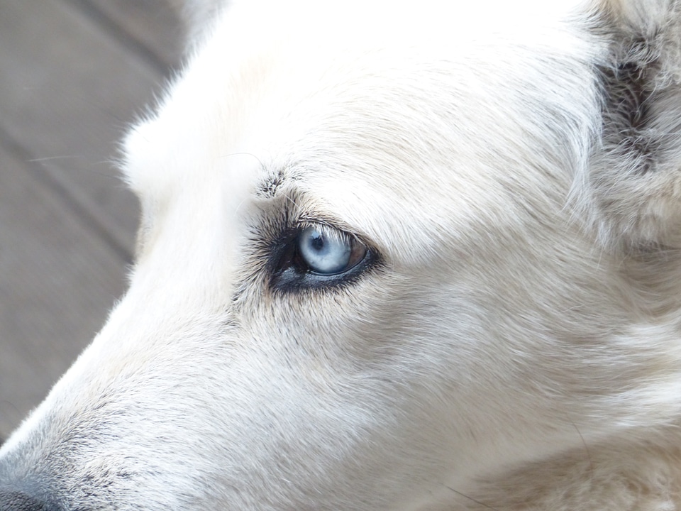 Eyes portrait fur