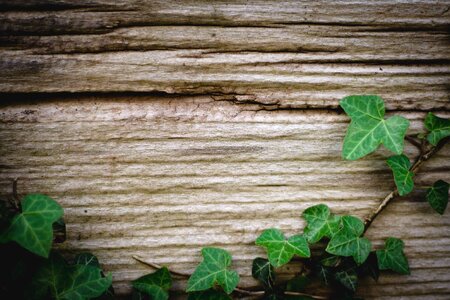 Green climber plant plant photo