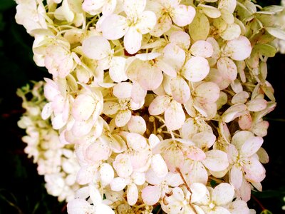 Garden white botany