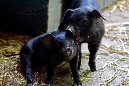 Piglet animal children playful