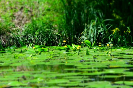 Green water nature
