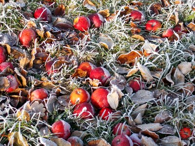 Apple windfall hoarfrost