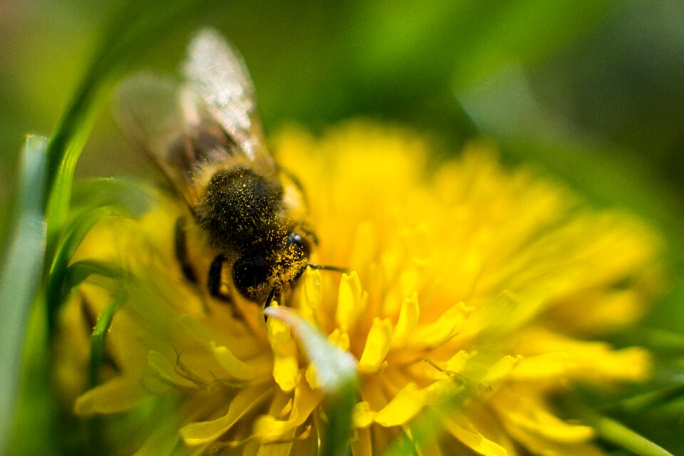 Pollen honey bee close up