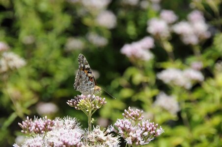 Butterfly insect Free photos