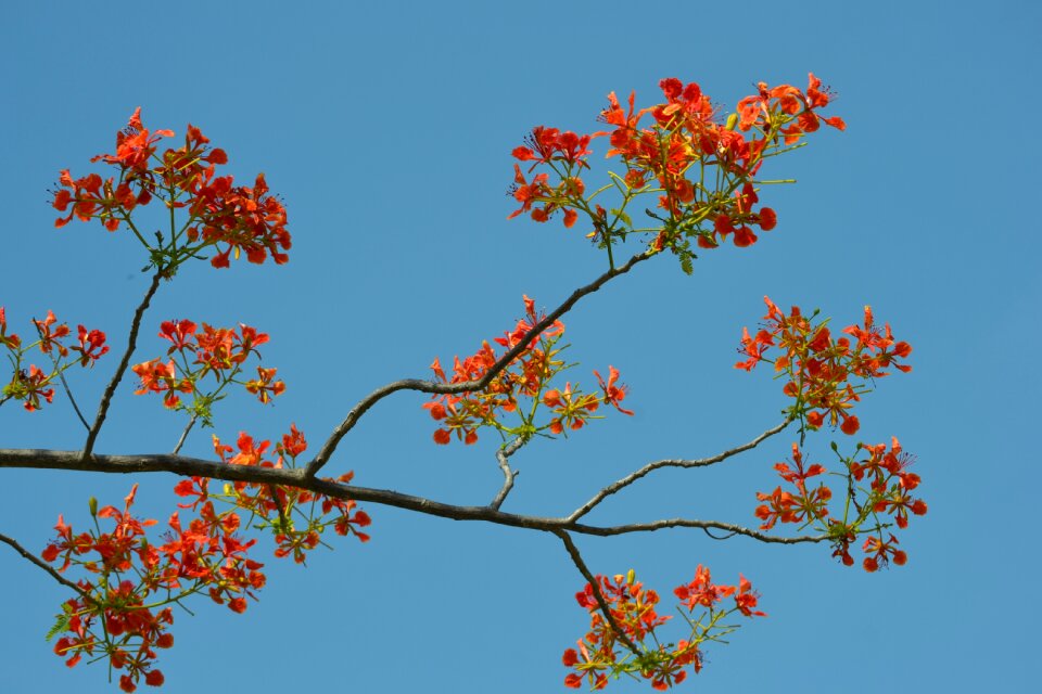 Red flower plants sky