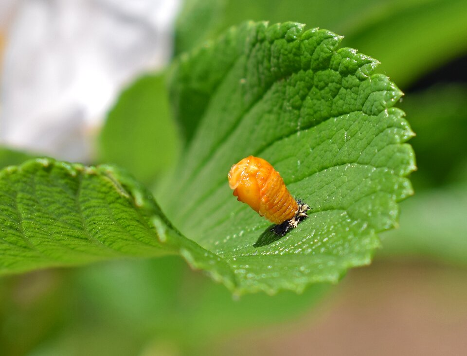 Ladybug pupa insect