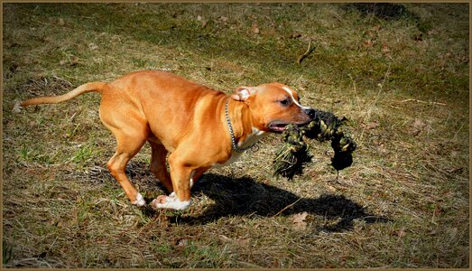 Staffordshire animal pet
