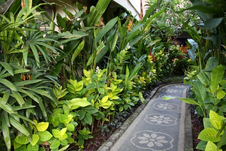 Indonesia tropical
