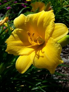 Floral yellow flowers photo