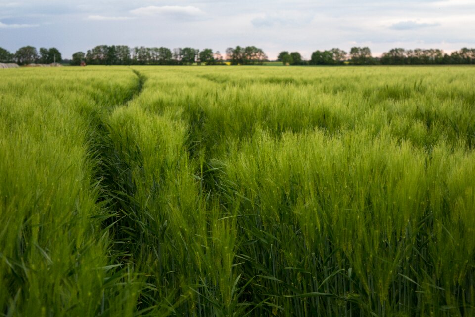 Agriculture nature grain