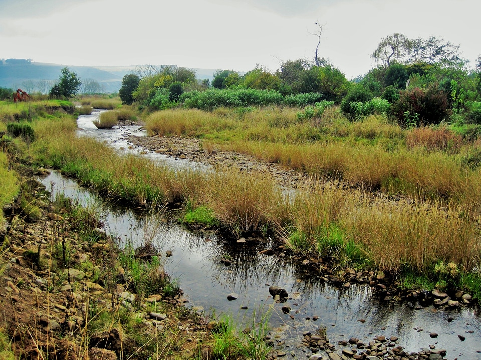 Bush river landscape