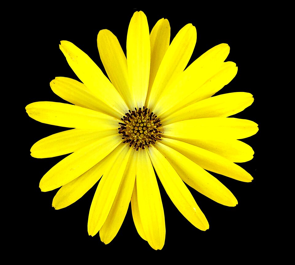 Yellow flower black background flower