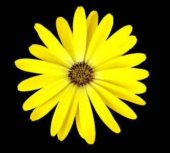 Yellow flower black background flower