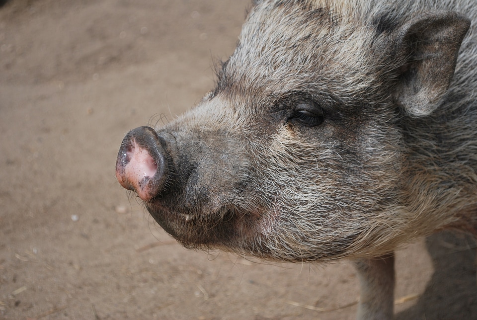 Animals miniature pig creature