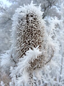 Cold winter magic nature