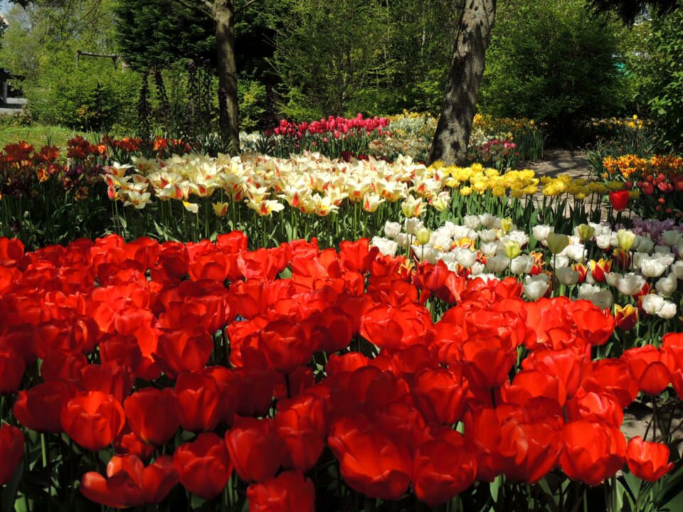 Tulips anna paulowna polder garden