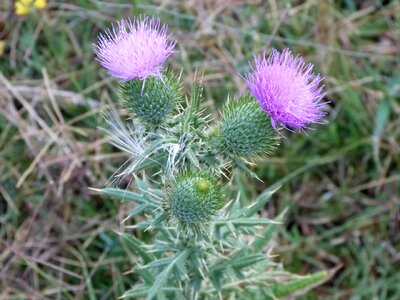 Naturaleza flowers