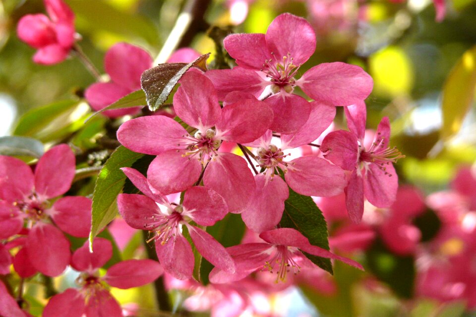 Branches wild cherry blossoms blossom photo