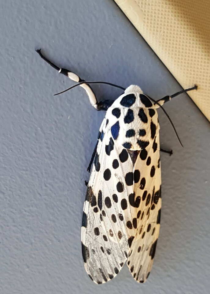 Black white spotted