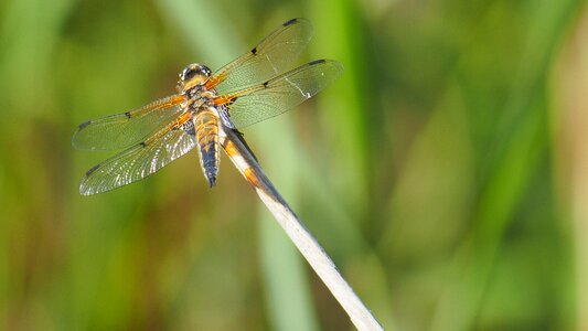 Dragonfly macro nature